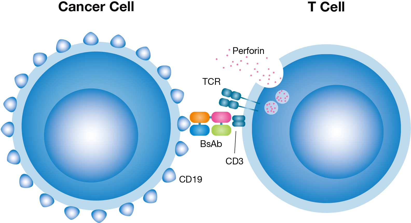 Principle of the lysis of a cancer cell by a BiTE antibody